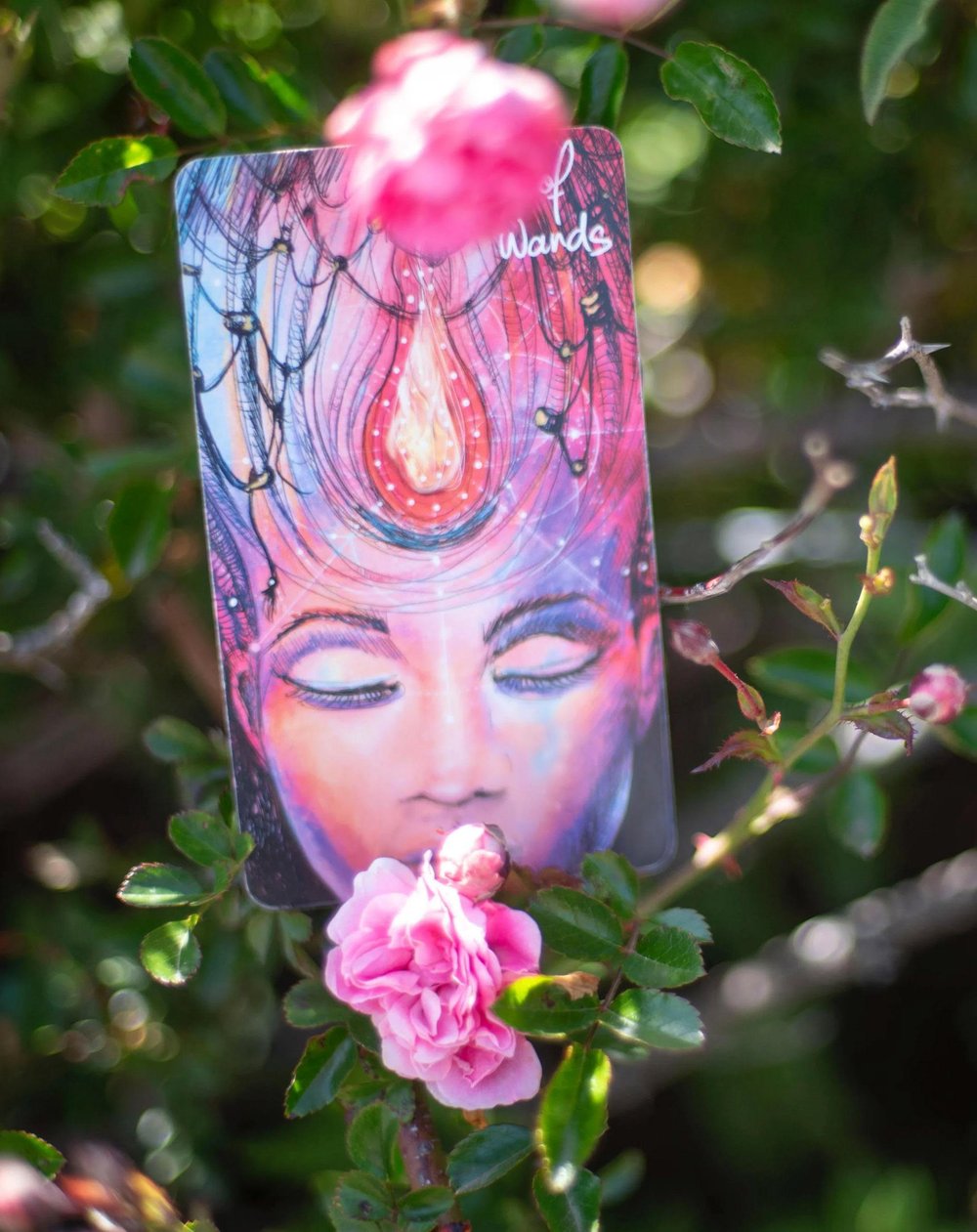 Ace of Wands